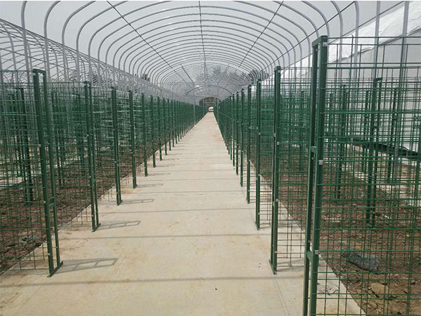 蘑菇网图片4